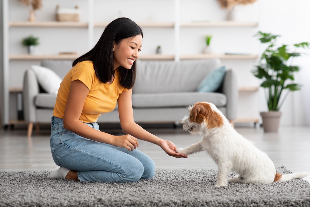 A young woman shaking paws with a white and brown terrier puppy